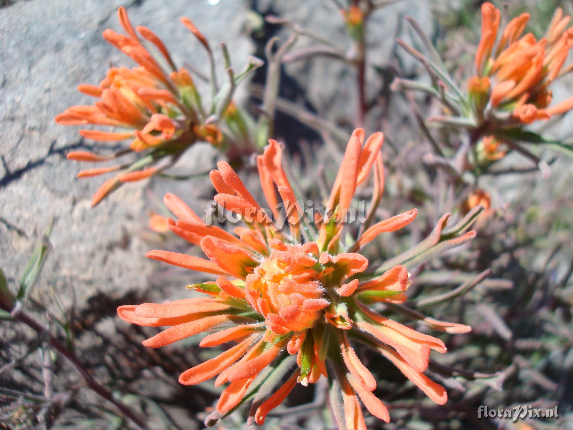 Castilleja applegatei