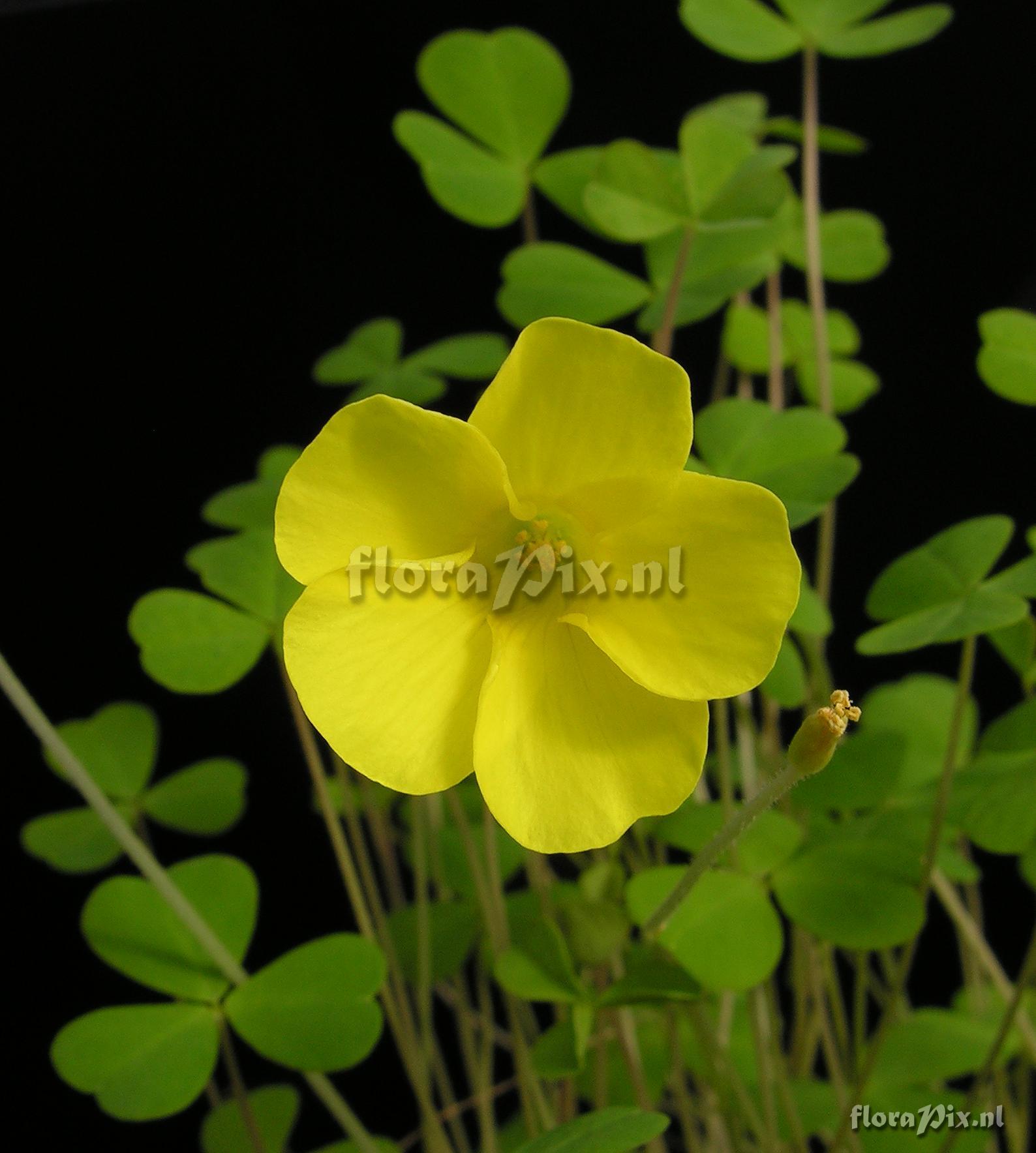 Oxalis dentata