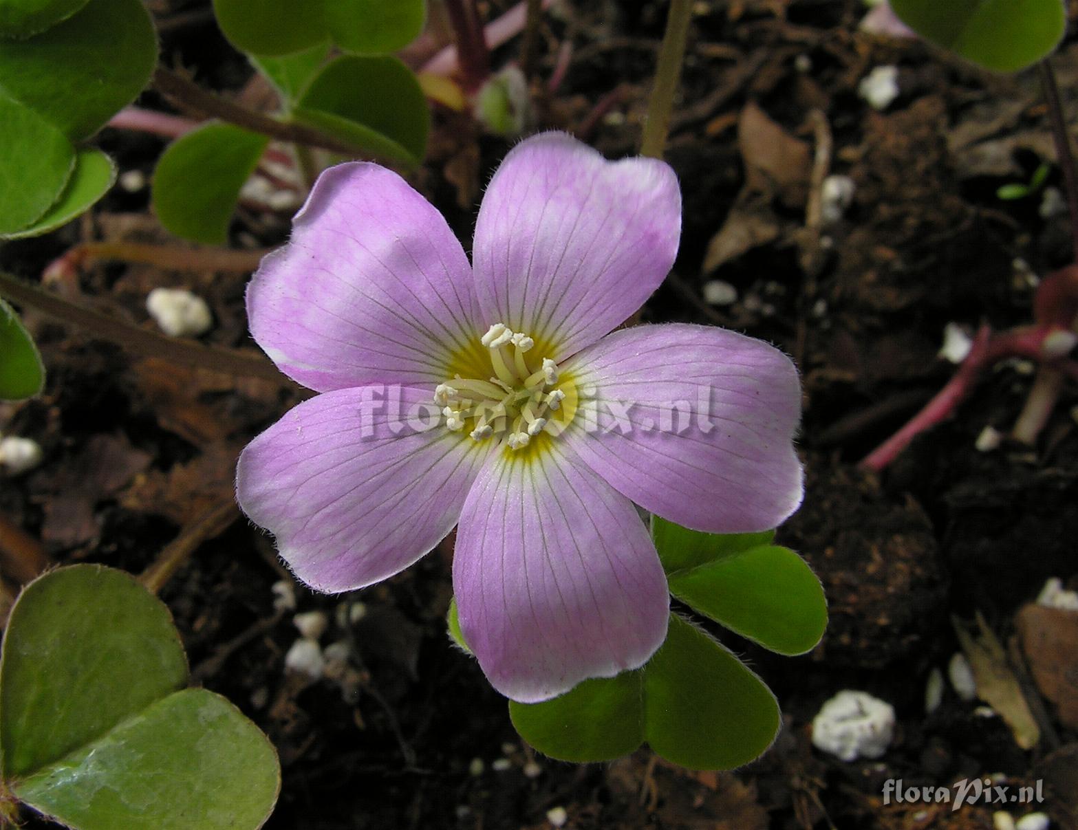 Oxalis oregana 