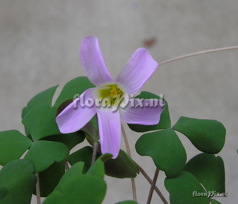 Oxalis commutata