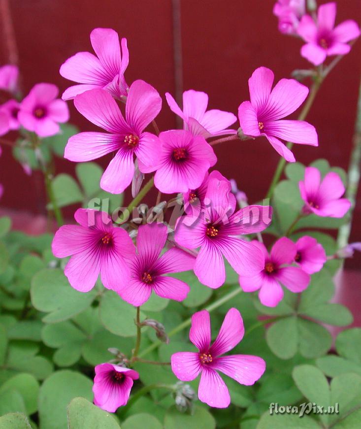 Oxalis crassipes