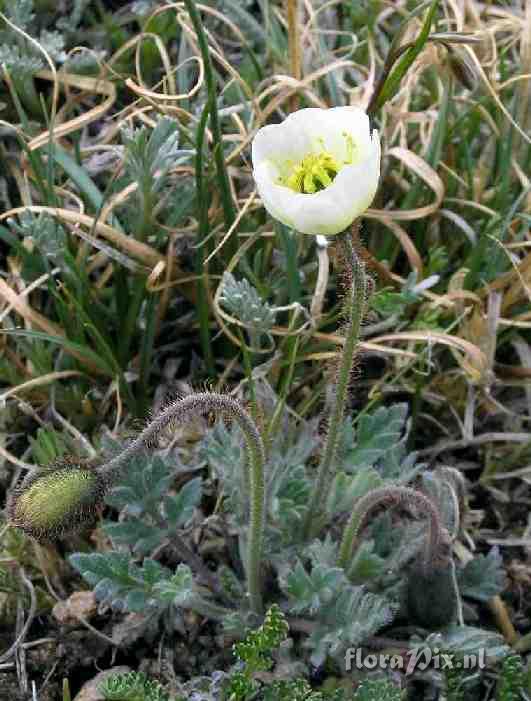 Papaver kluanense