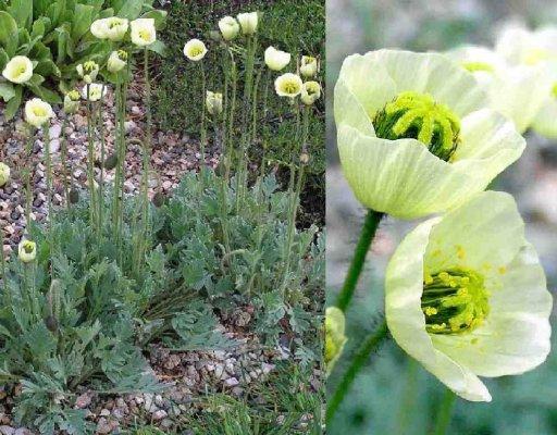 Papaver kluanense