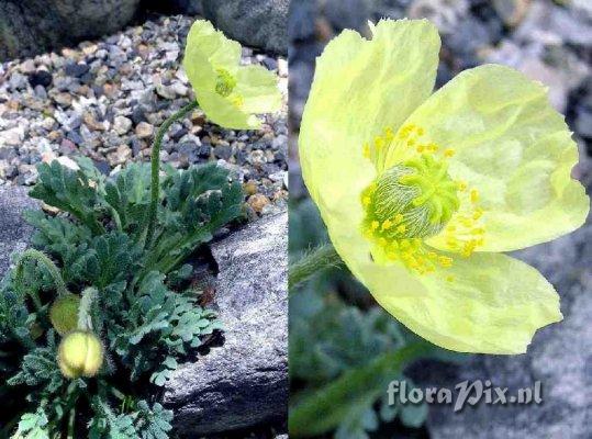 Papaver miyabeanum