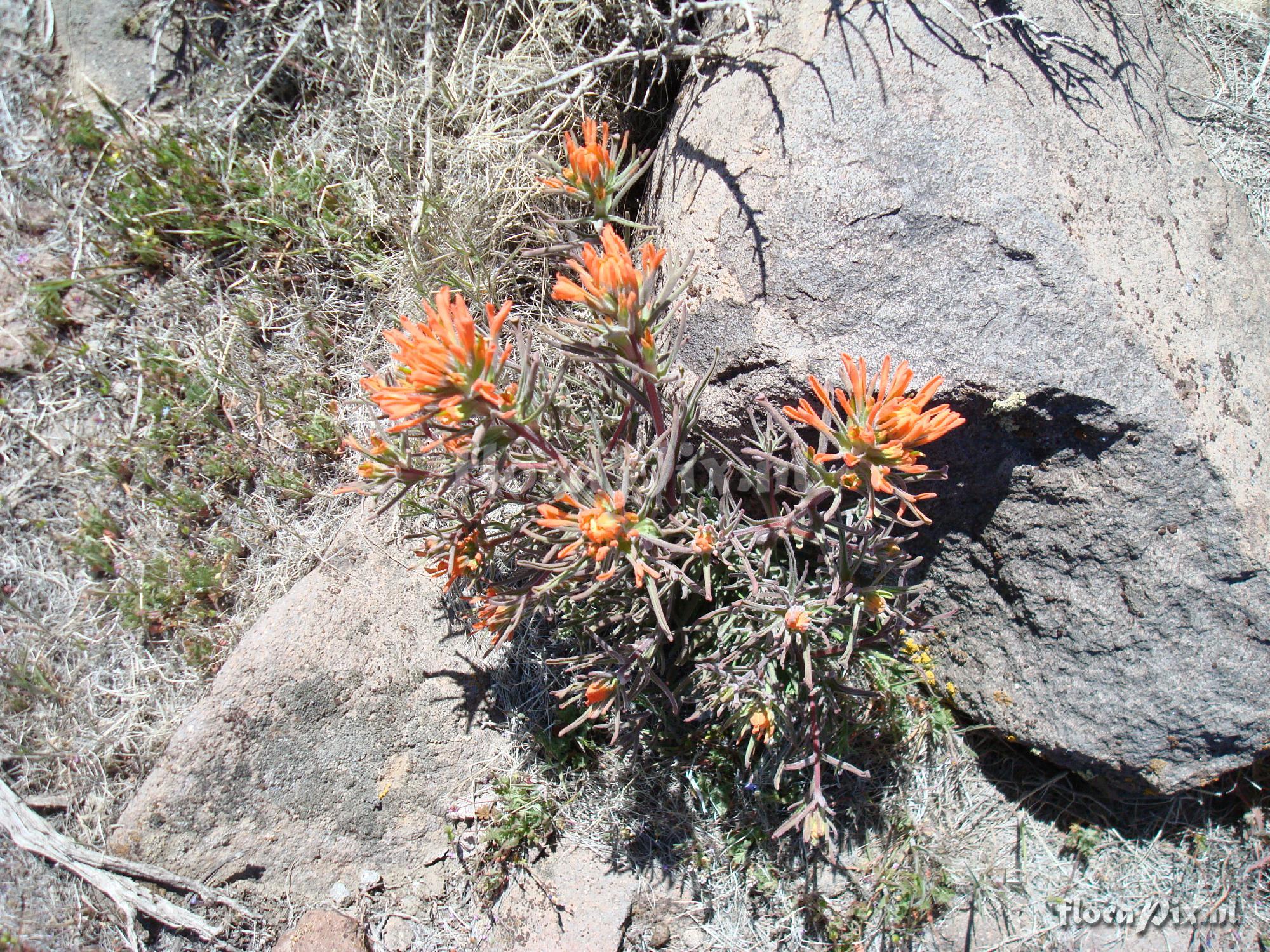 Castilleja applegatei