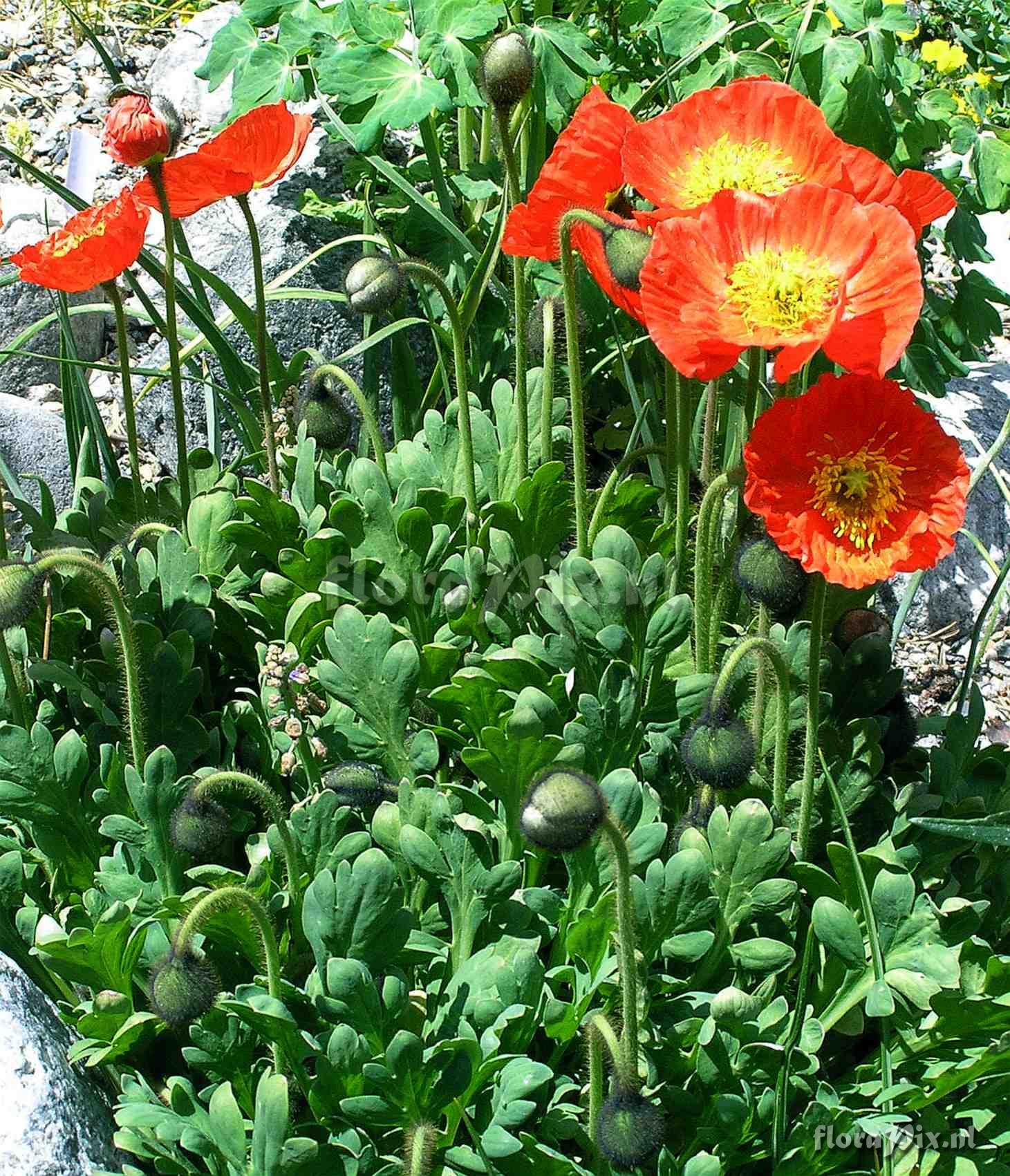 Papaver nudicaule