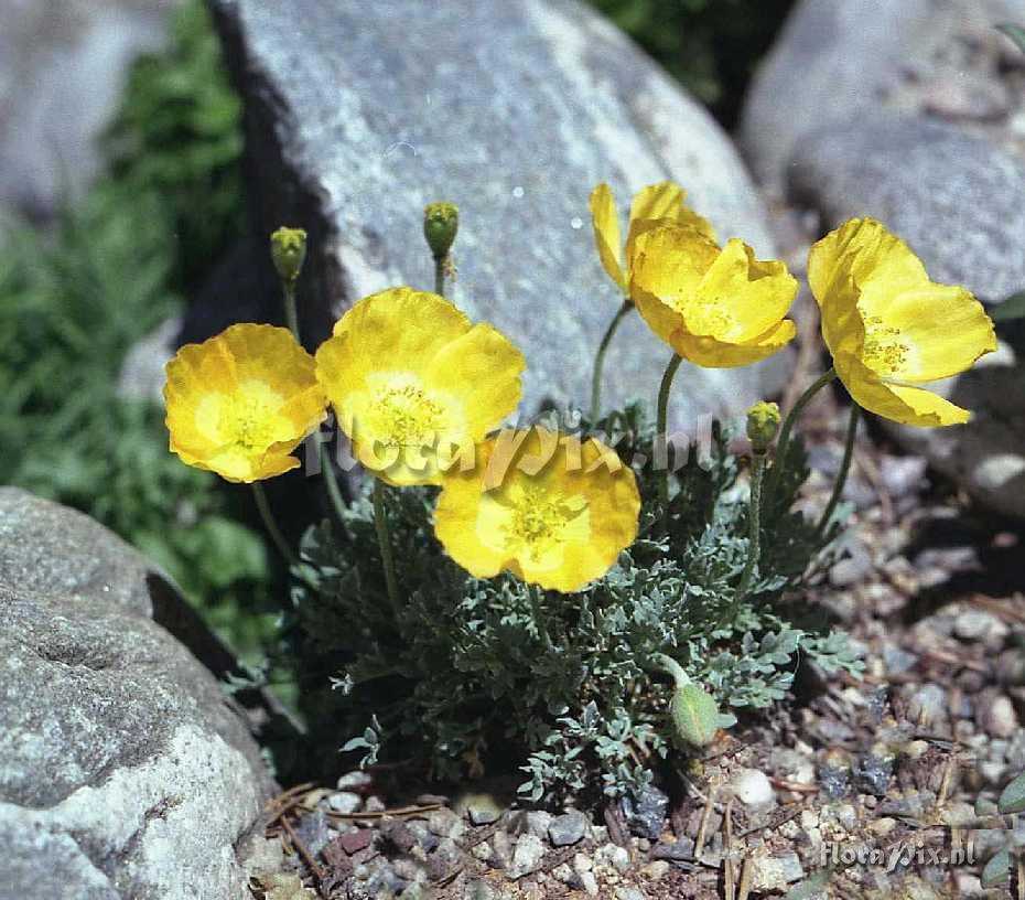 Papaver degenii