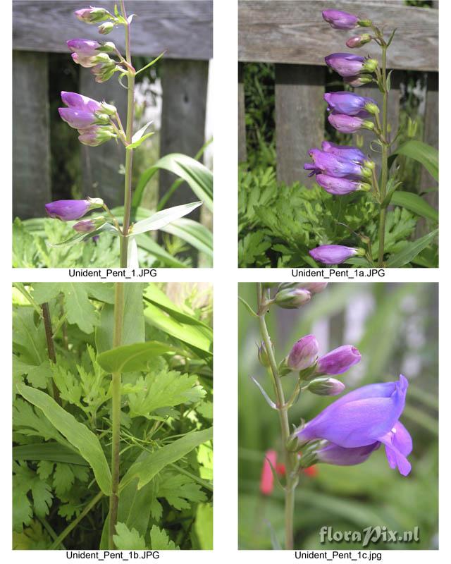 Unidentified Penstemon