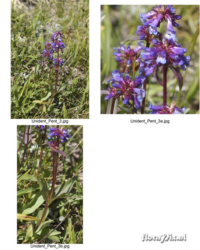 Unidentified Penstemon