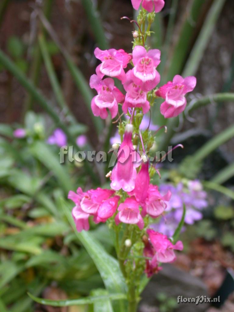 Penstemon X strictus,barbatus,smallii