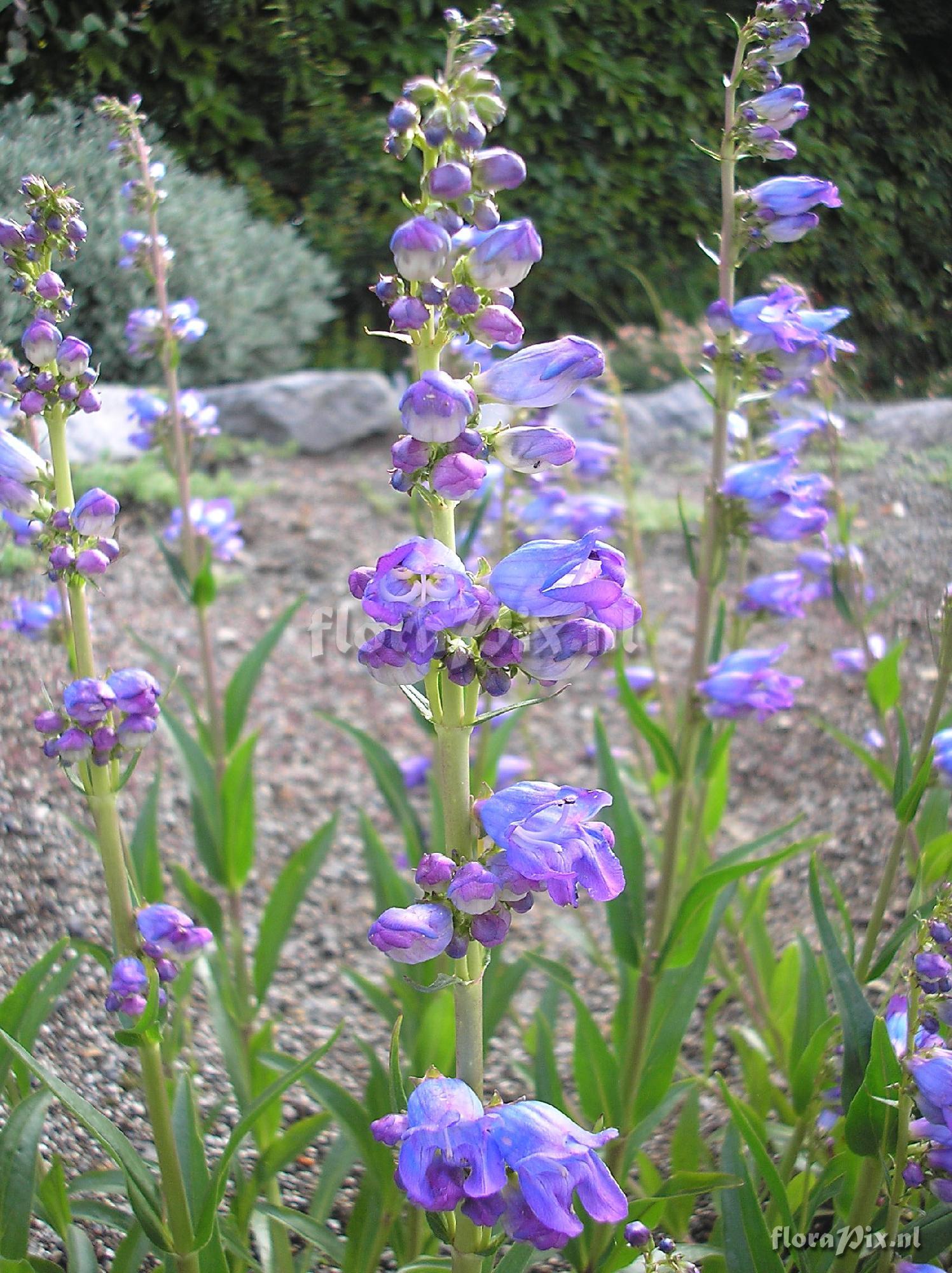 Penstemon 