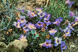 Penstemon acaulis