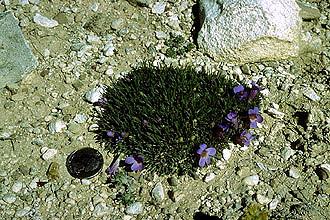 Penstemon acaulis