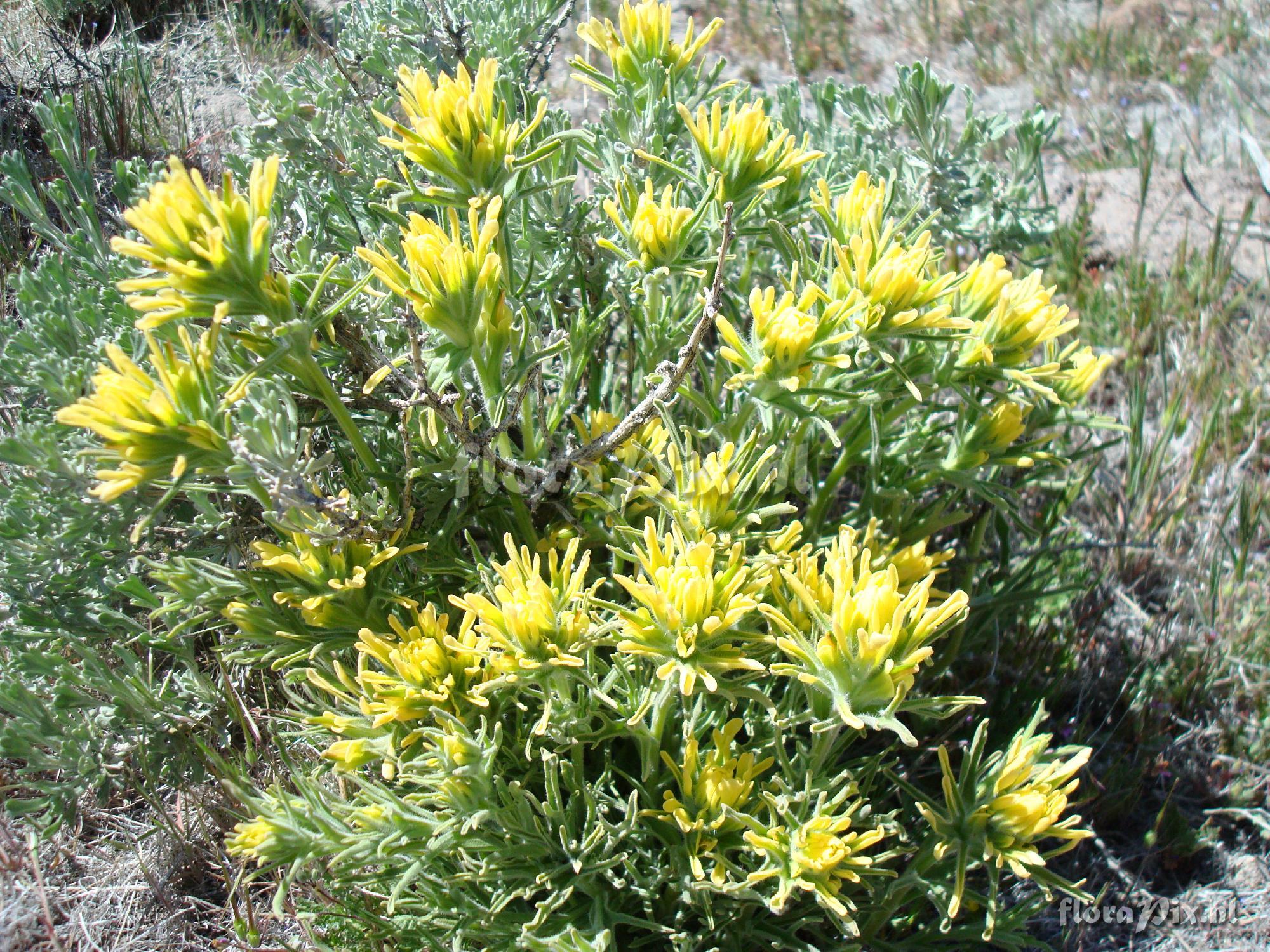 Castilleja applegatei