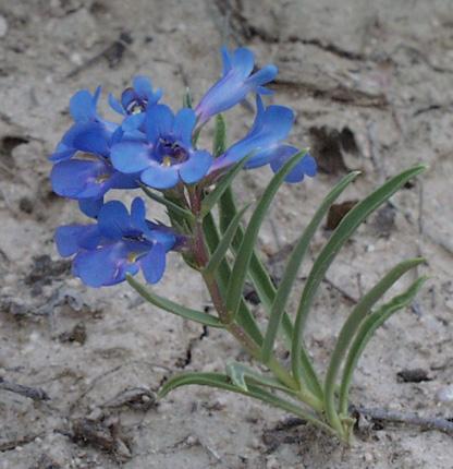 Penstemon angustifolius