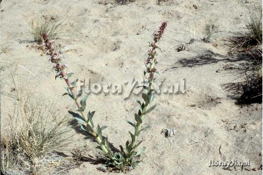 Penstemon acuminatus