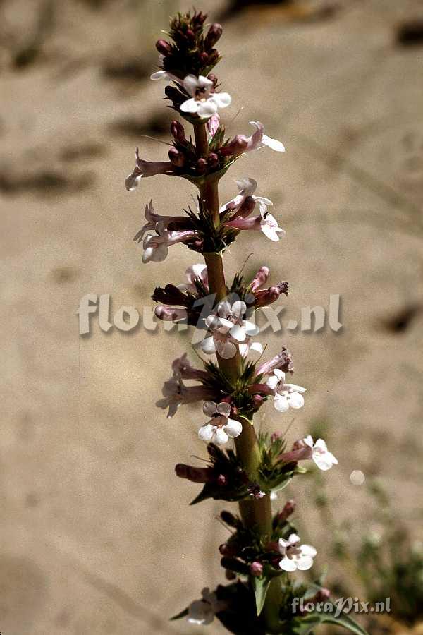 Penstemon acuminatus