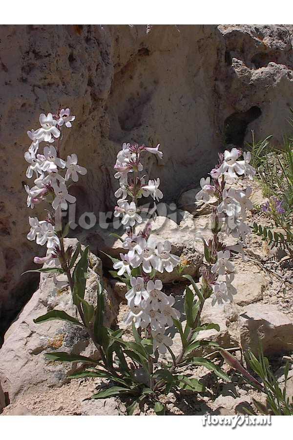 Penstemon albidus