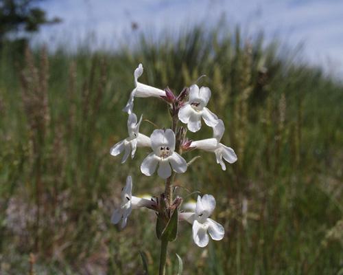 Penstemon albidus