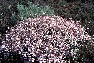 Penstemon ambiguus