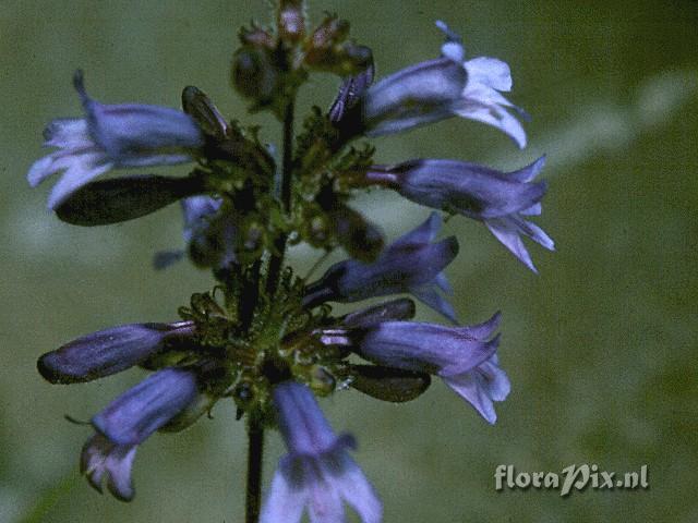 Penstemon anguineus