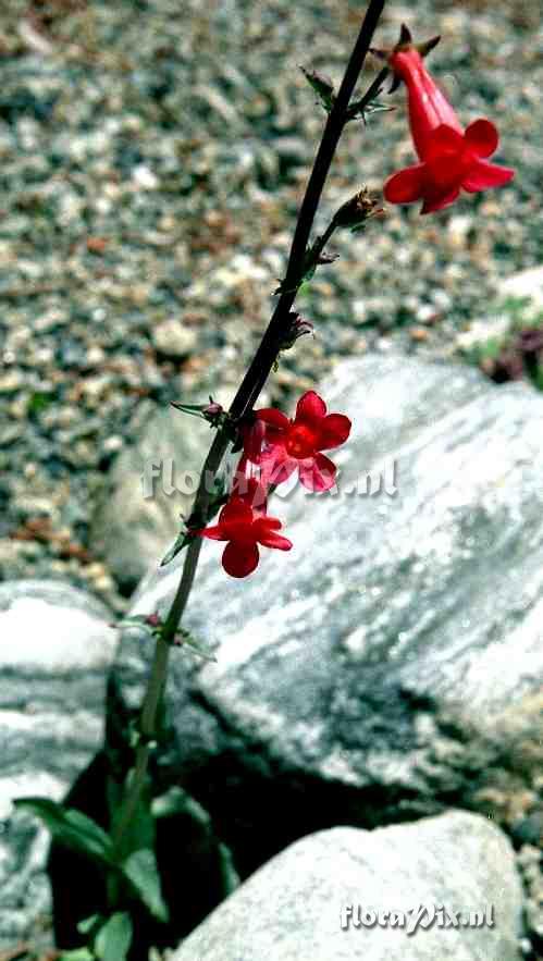 Penstemon alamosensis