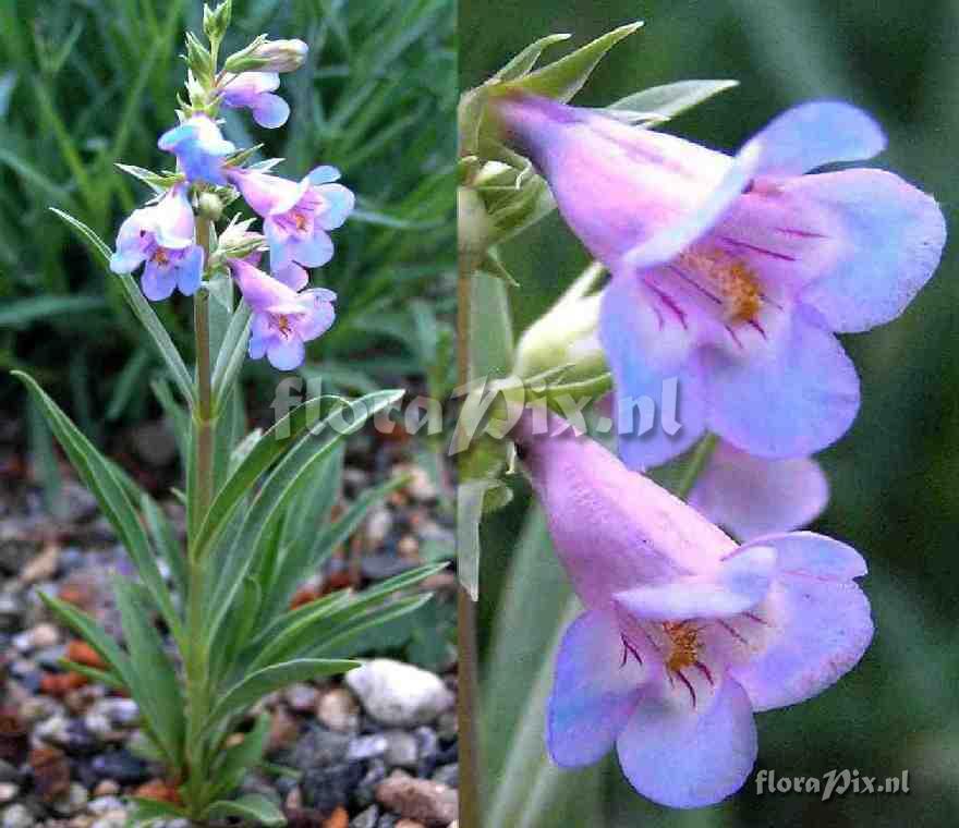 Penstemon angustifolius