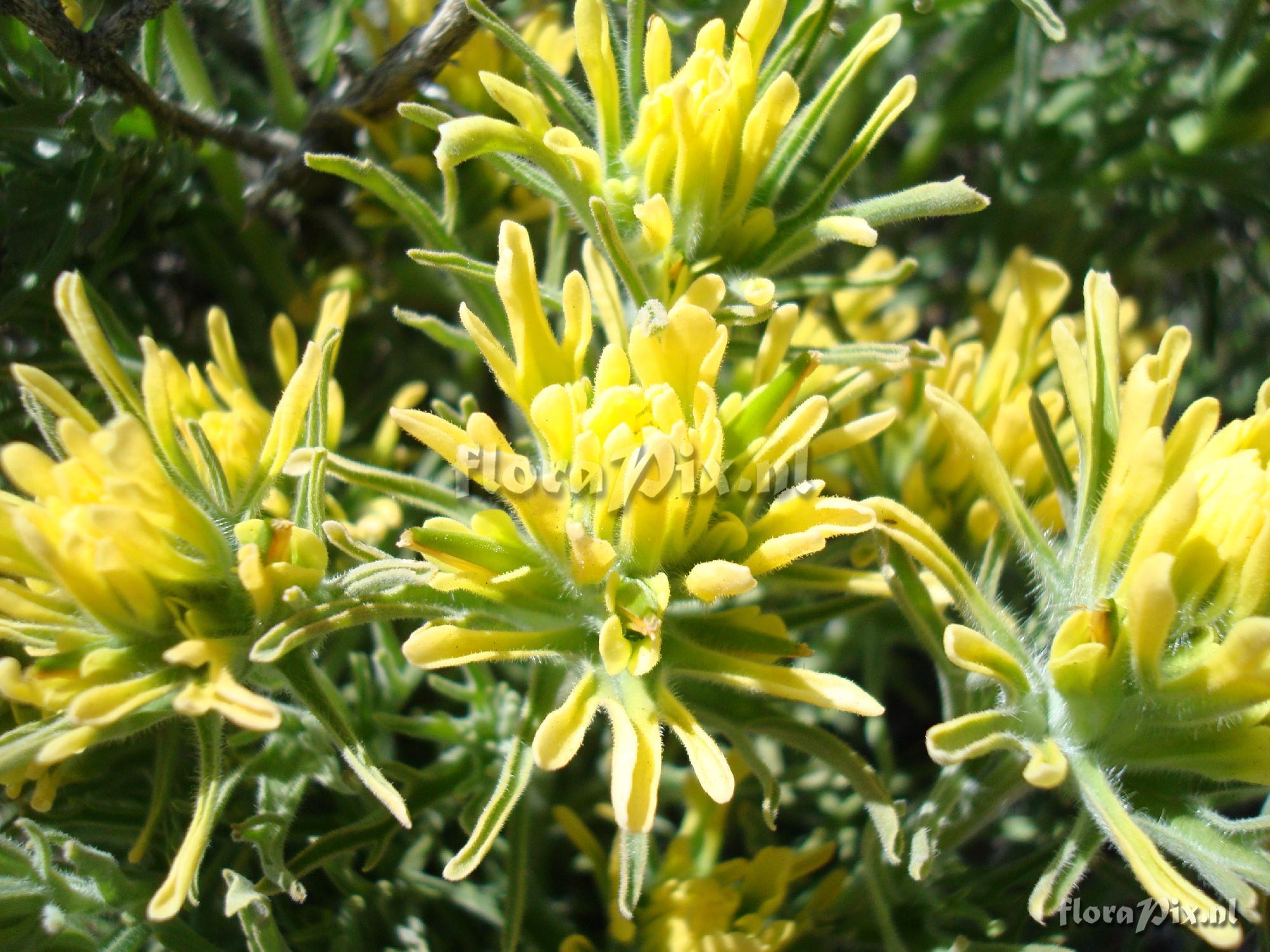 Castilleja applegatei