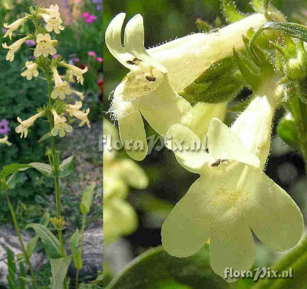 Penstemon attenuatus (yellow form)