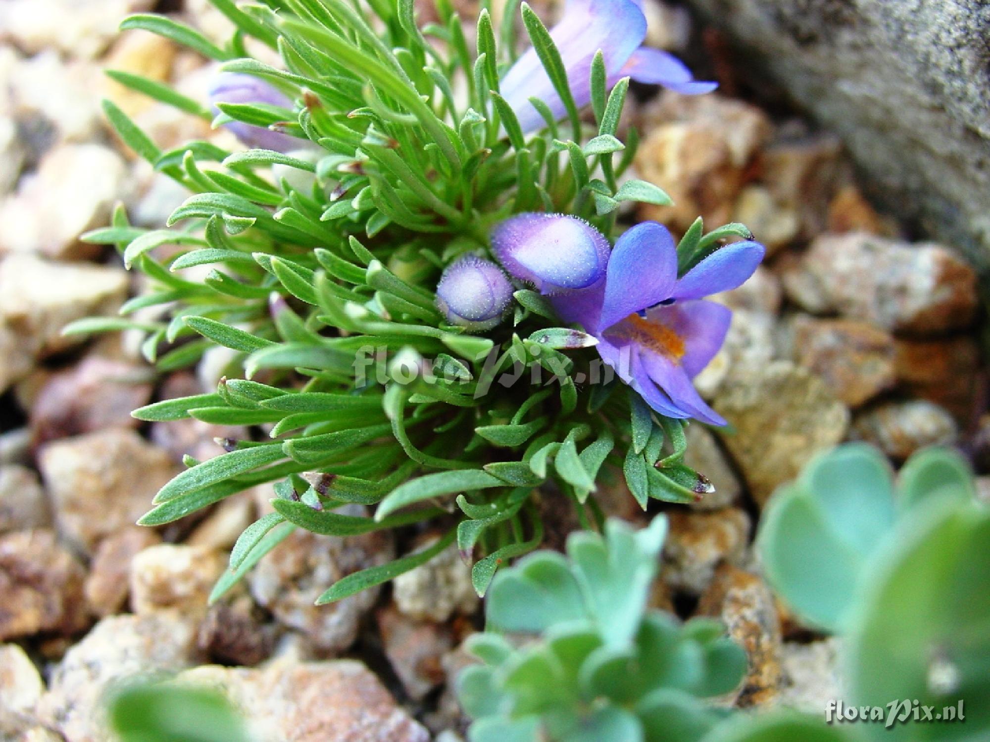 Penstemon acaulis