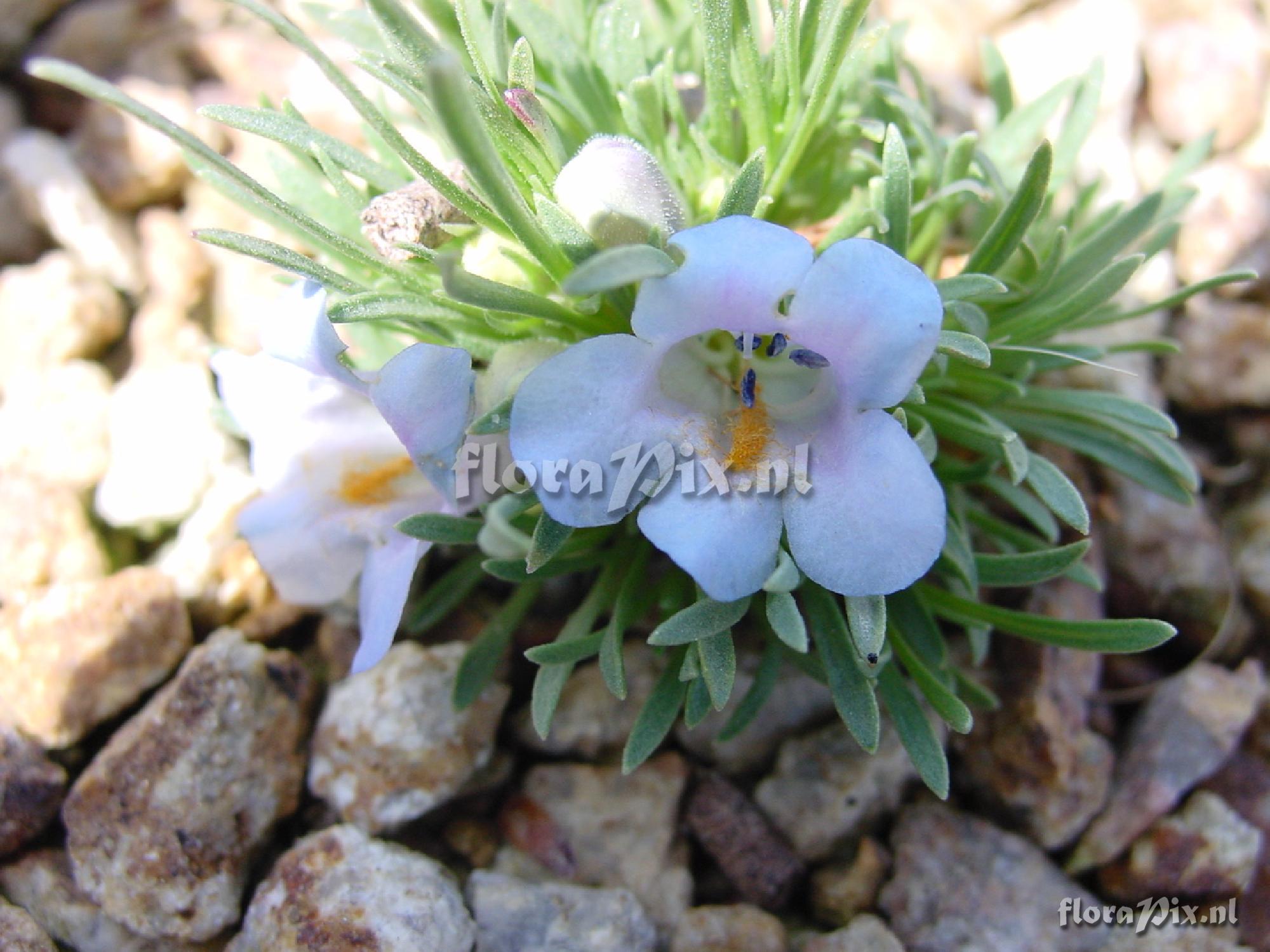 Penstemon yampaensis