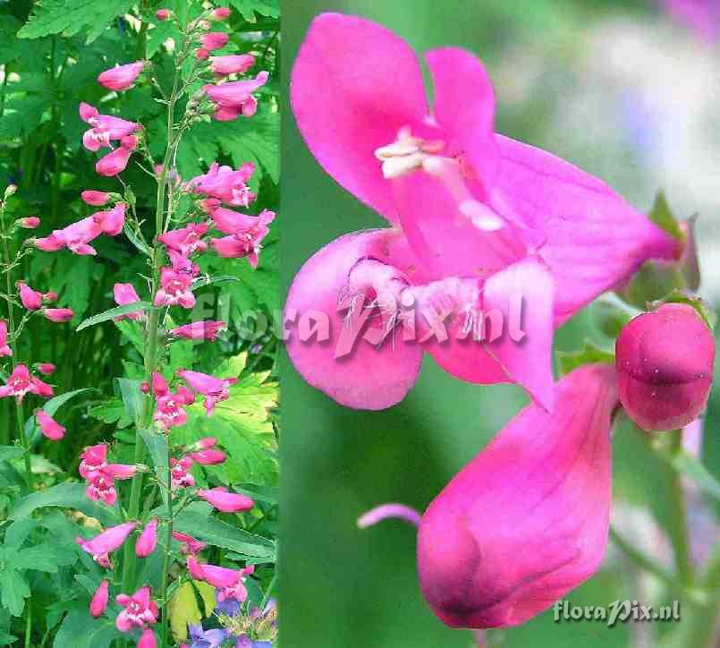 Penstemon barbatus 