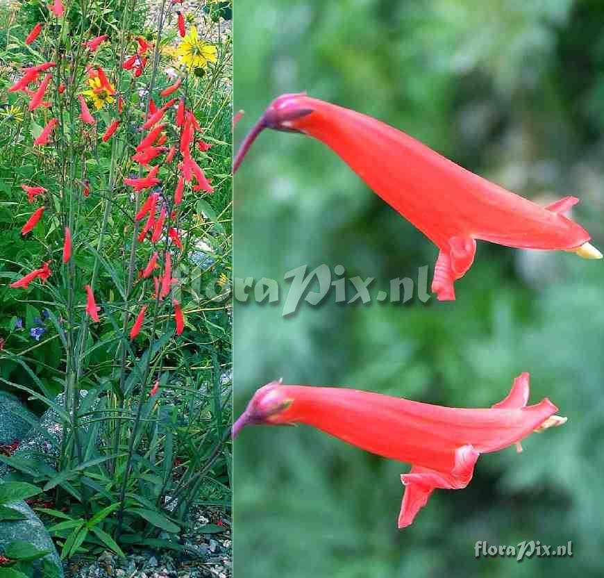 Penstemon barbatus ssp. torreyi