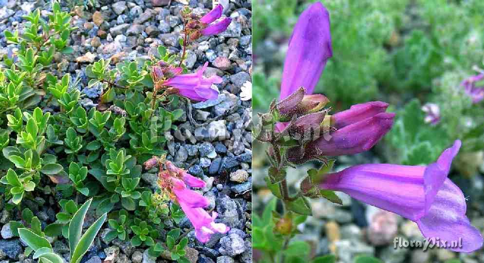 Penstemon 