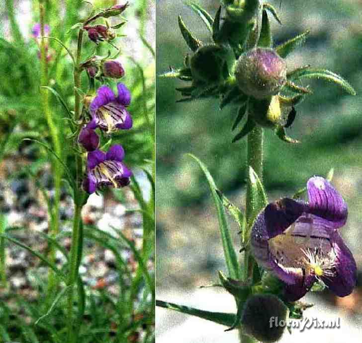 Penstemon breviculus