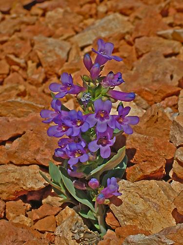 Penstemon bracteatus