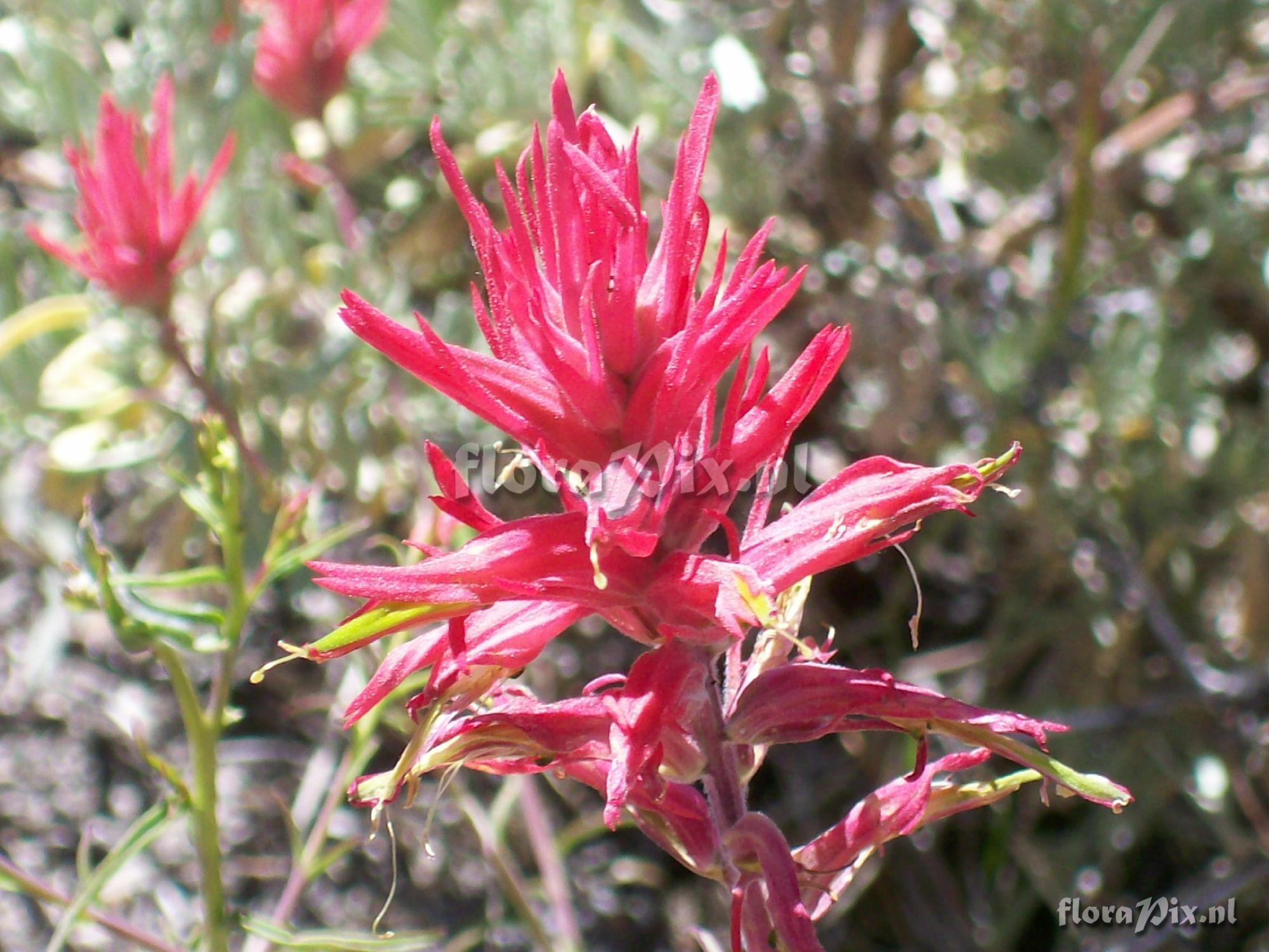 Castilleja linariifolia