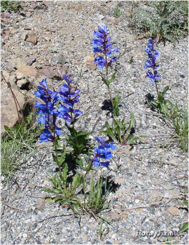 Penstemon cyananthus var subglaber