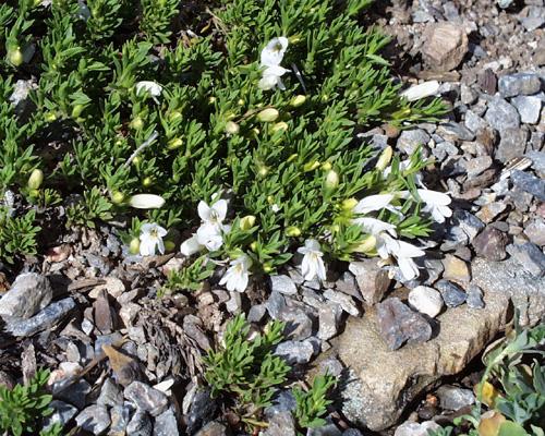 Penstemon caespitosus var. albus