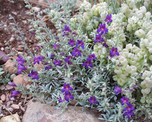 Penstemon californicus