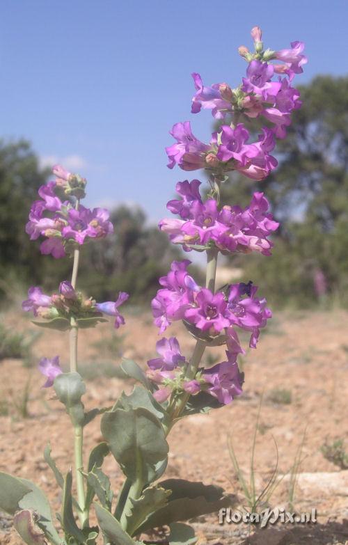 Penstemon carnosus