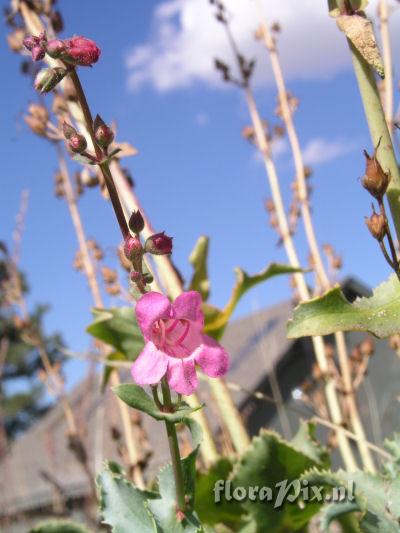 Penstemon clutei