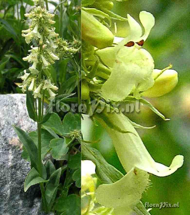 Penstemon confertus