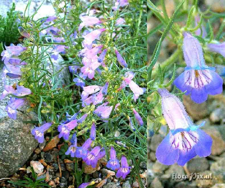 Penstemon crandallii