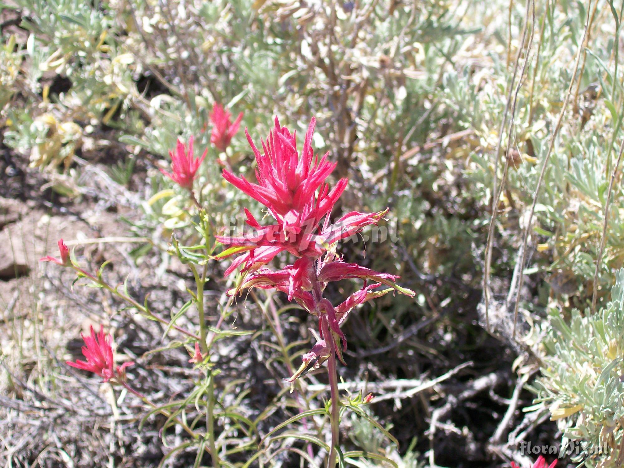 Castilleja linariifolia