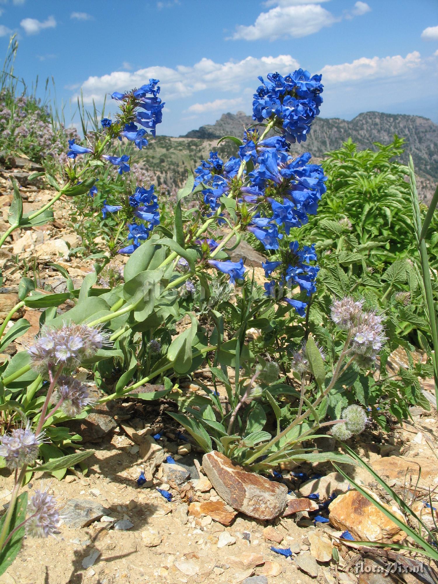 Penstemon cyananthus