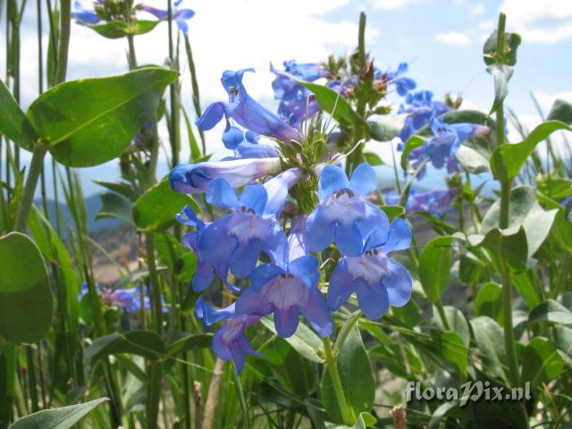 Penstemon cyanathus