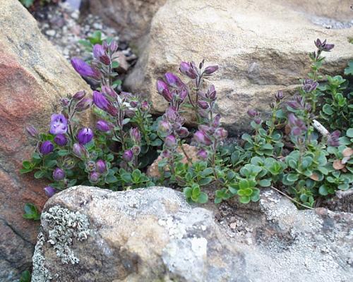 Penstemon davidsonii var menziesi