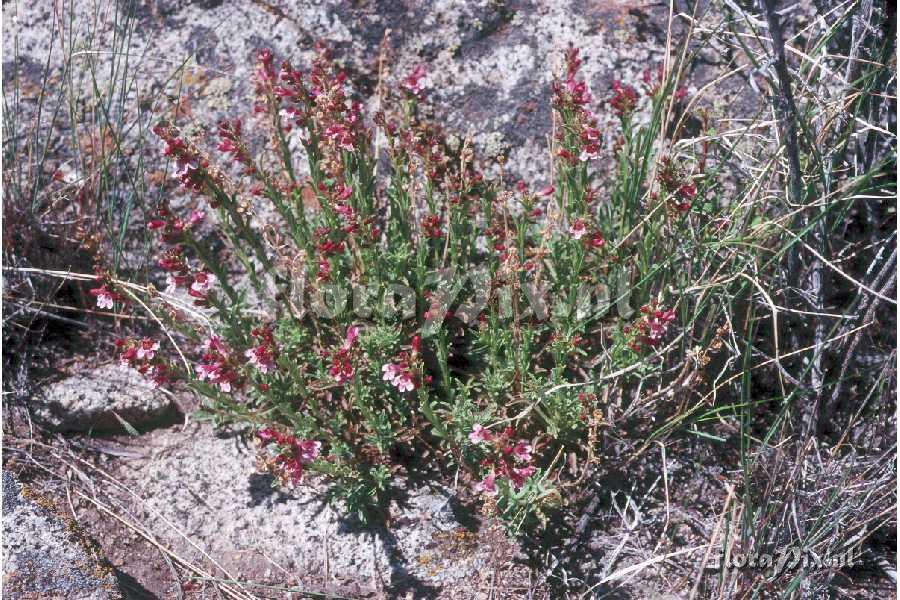 Penstemon deustus var. pedicellatus