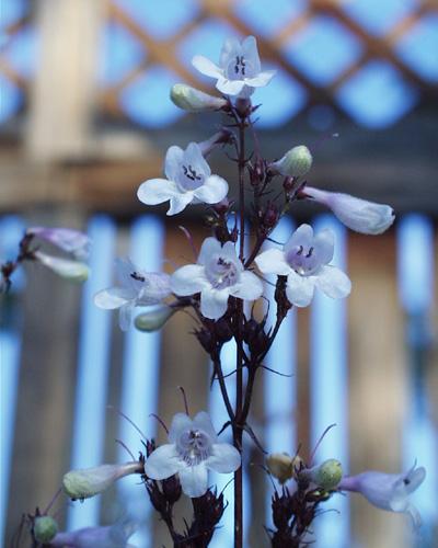 Penstemon digitalis Husker Red